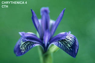 Chrythenica hybrid 4