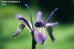 Chrythenica hybrid 5