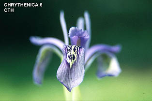 Chrythenica hybrid 6